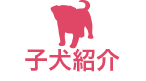 北海道小樽市のブリーダー プチクラブ 子犬販売 直売 チワワ ヨークシャーテリア トイプードル パグなど