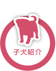 子犬紹介