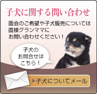 子犬に関する問い合わせはこちら！メールで問い合わせる