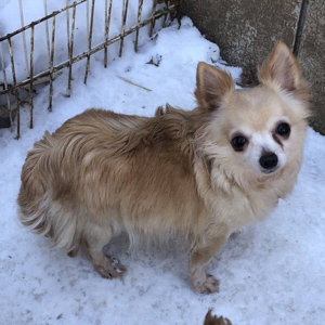 里親募集について Dog Farm Puchiclub 里親募集について Dog Farm Puchiclub