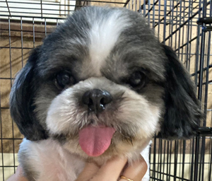 里親募集について Dog Farm Puchiclub